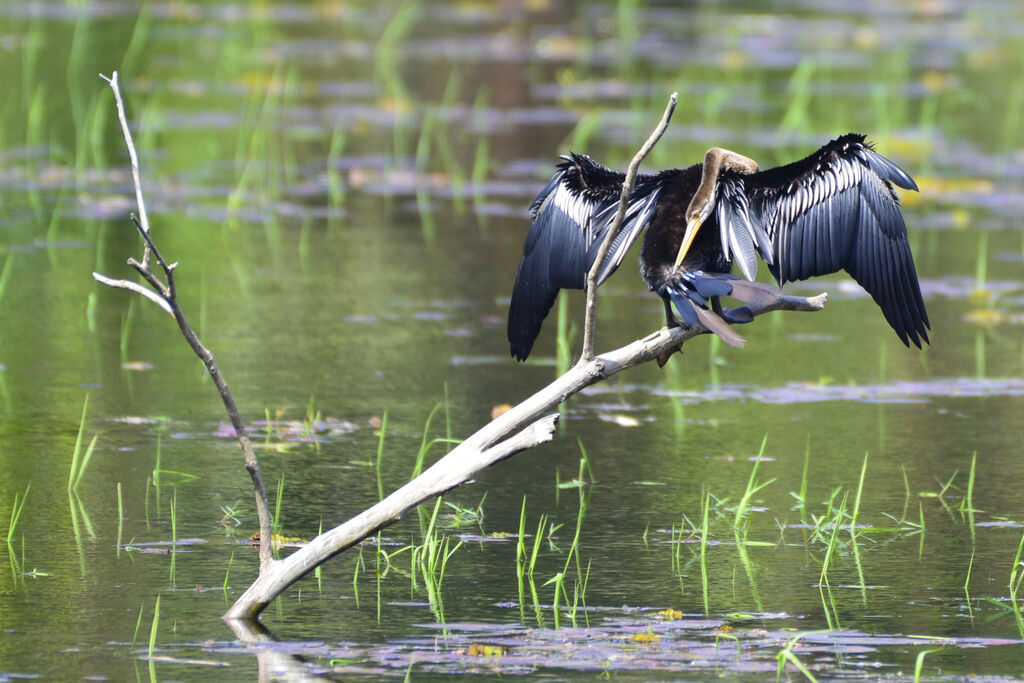 Anhinga rouxadulte, soins