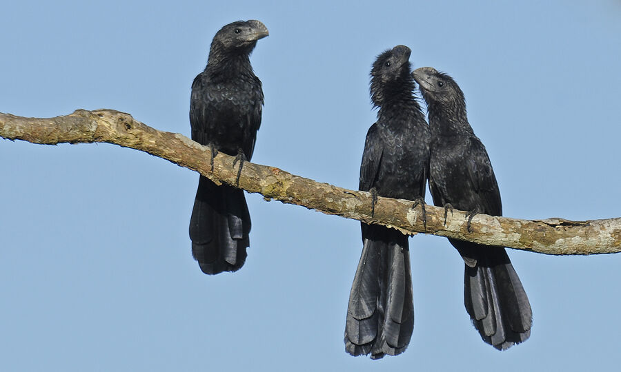 Smooth-billed Aniadult