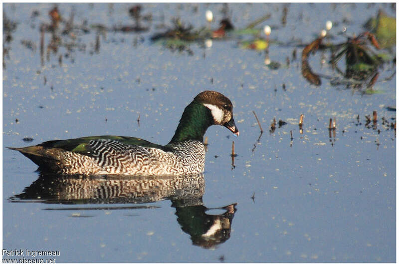 Anserelle élégante mâle adulte, identification