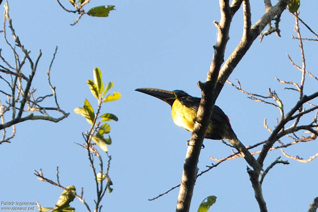 Araçari marqué