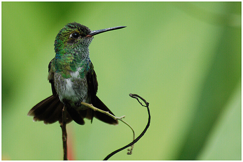 Glittering-throated Emeraldadult