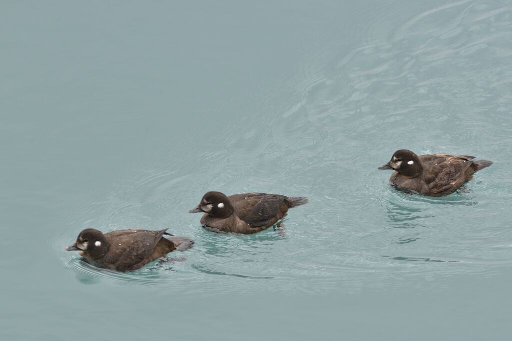 Harlequin Duck female