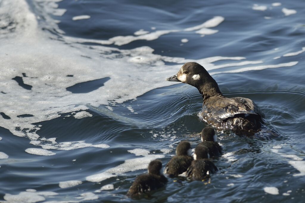 Harlequin Duck
