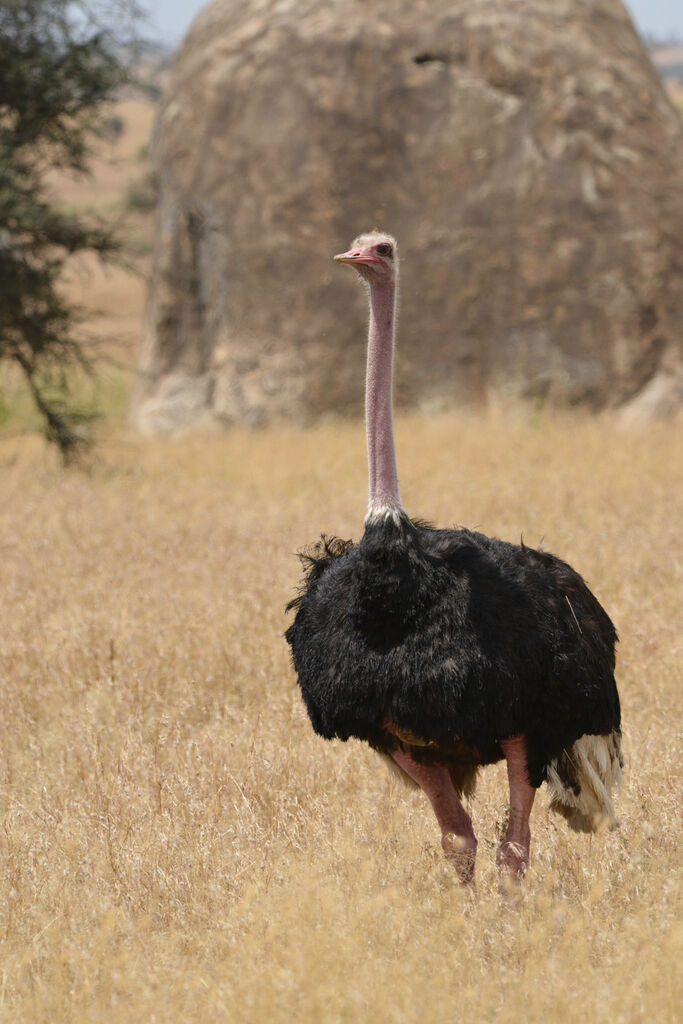 Common Ostrich male