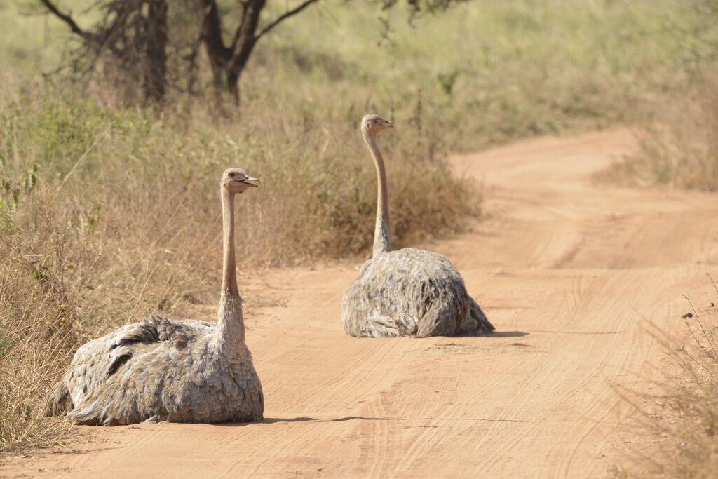 Common Ostrich female adult