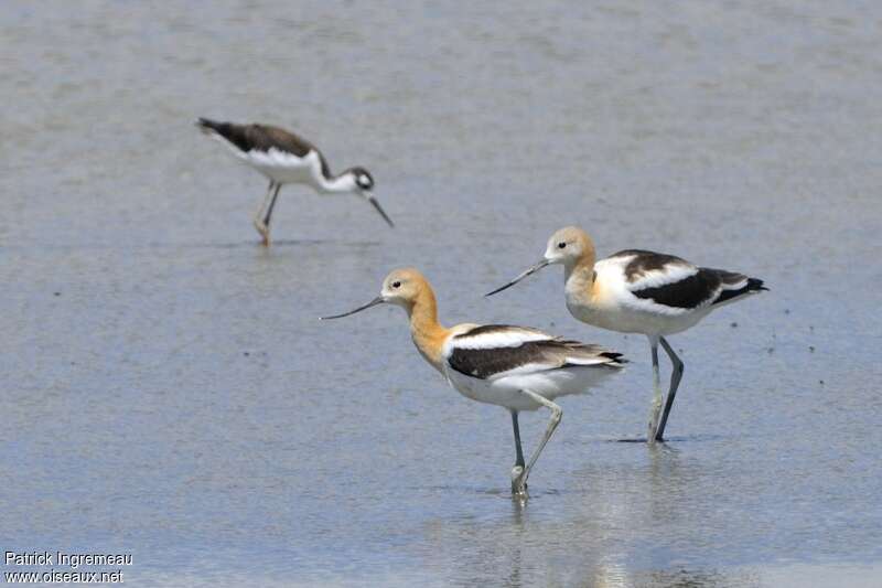 Avocette d'Amériqueadulte, pigmentation, Comportement