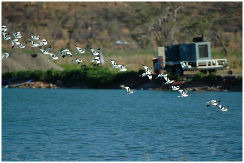 Avocette d'Australie