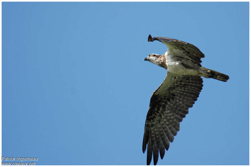 Osprey (cristatus)immature, identification