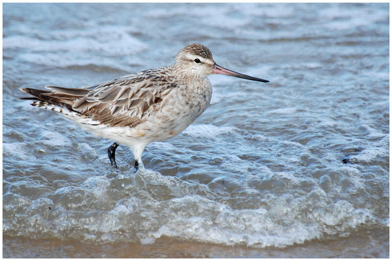 Bar-tailed Godwitadult post breeding