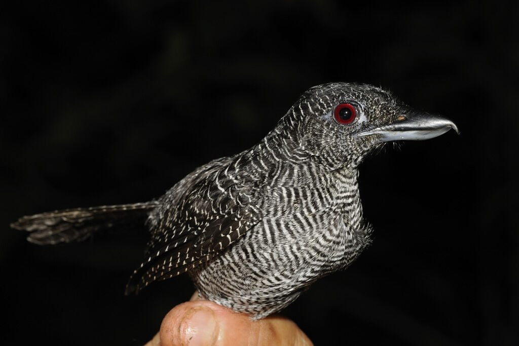 Fasciated Antshrike