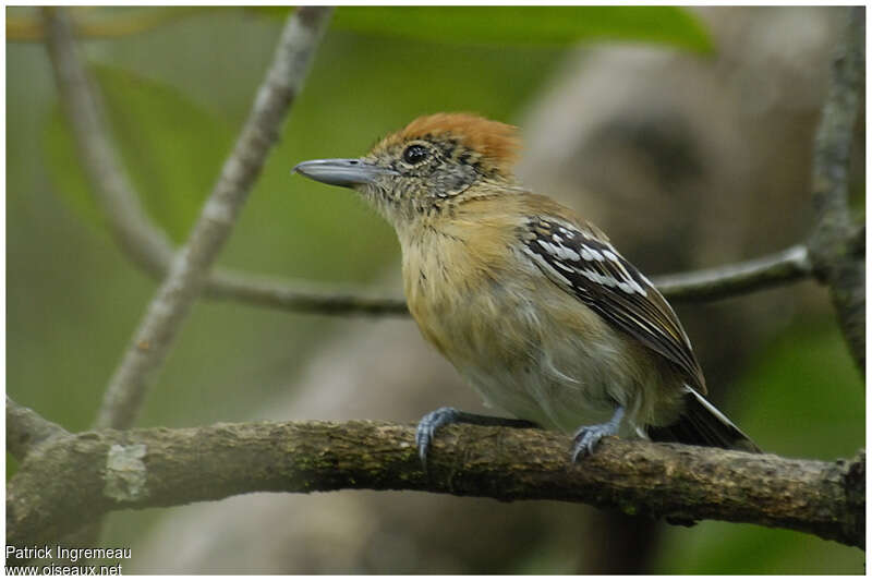 Batara huppé femelle adulte, identification
