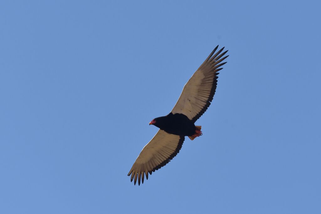 Bateleur female adult, Flight