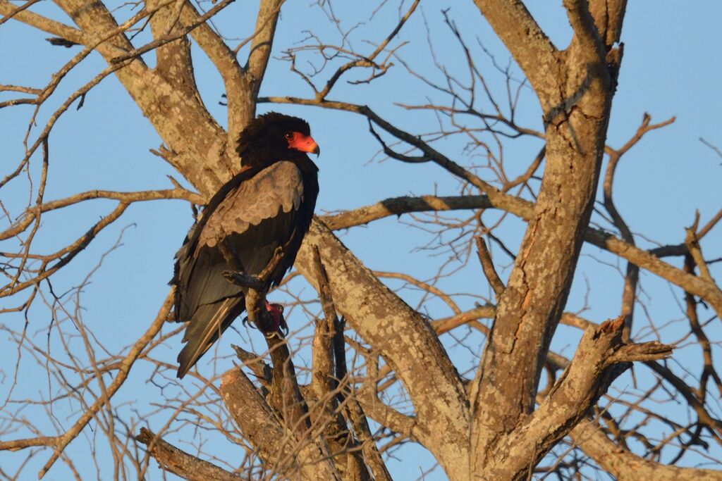 Bateleur des savanes femelle adulte