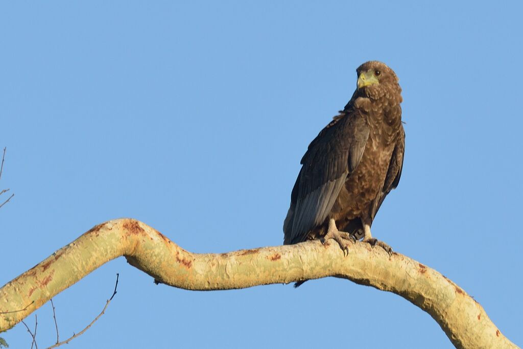Bateleur des savanesimmature