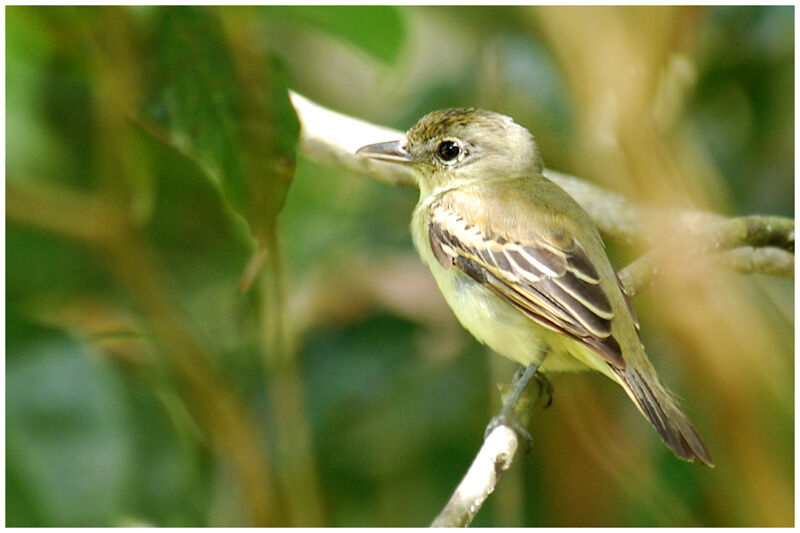 White-winged Becard female adult
