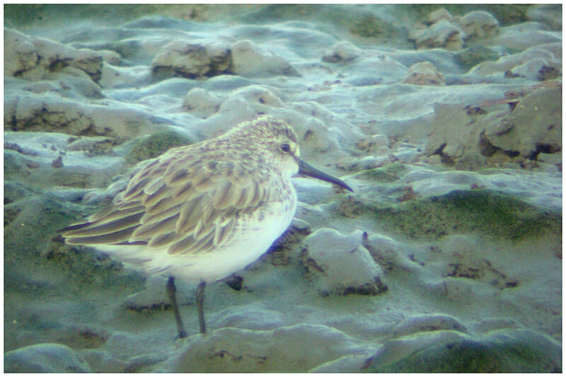Broad-billed Sandpiperadult post breeding