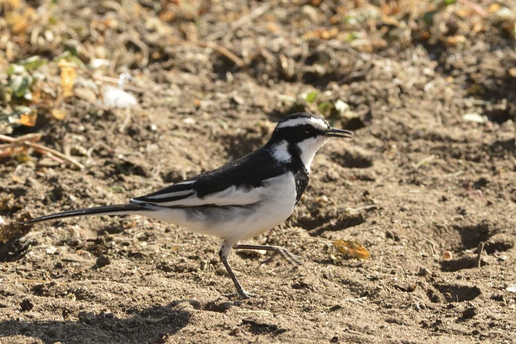 Bergeronnette pie mâle adulte, identification, habitat