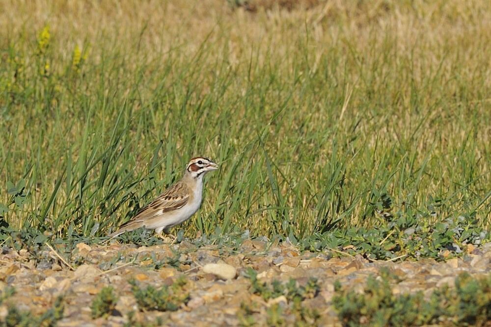 Bruant à joues marron