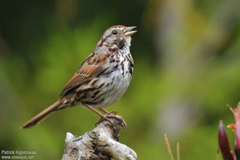 Bruant chanteuradulte, chant