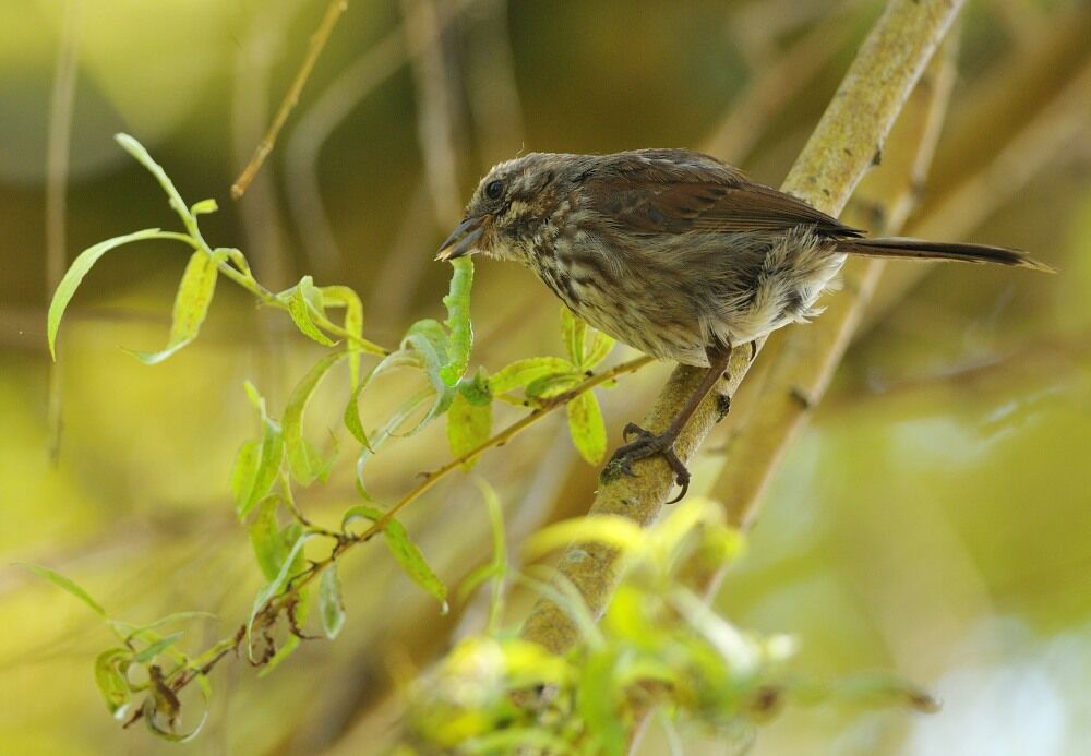 Bruant chanteuradulte, régime
