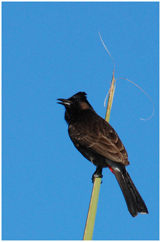 Red-vented Bulbuladult