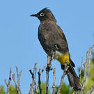 Bulbul du Cap