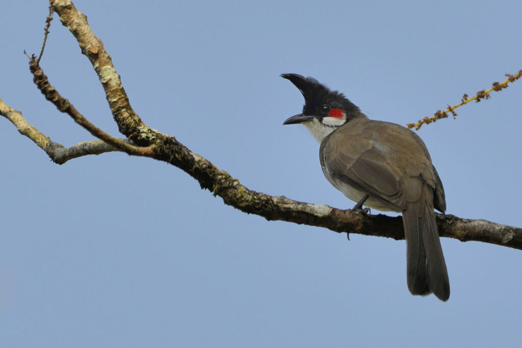 Bulbul orphéeadulte