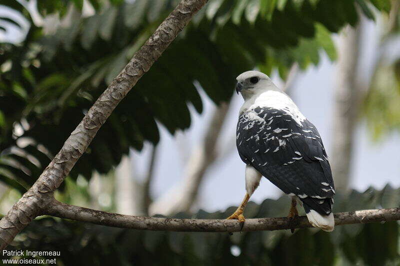 White Hawkadult, identification