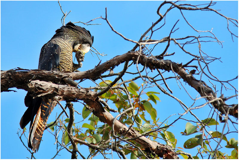 Red-tailed Black Cockatoo female adult