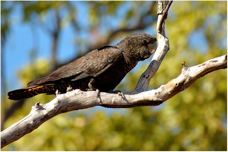 Red-tailed Black Cockatoo female adult