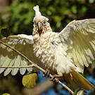 Cacatoès corella