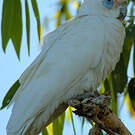 Cacatoès corella