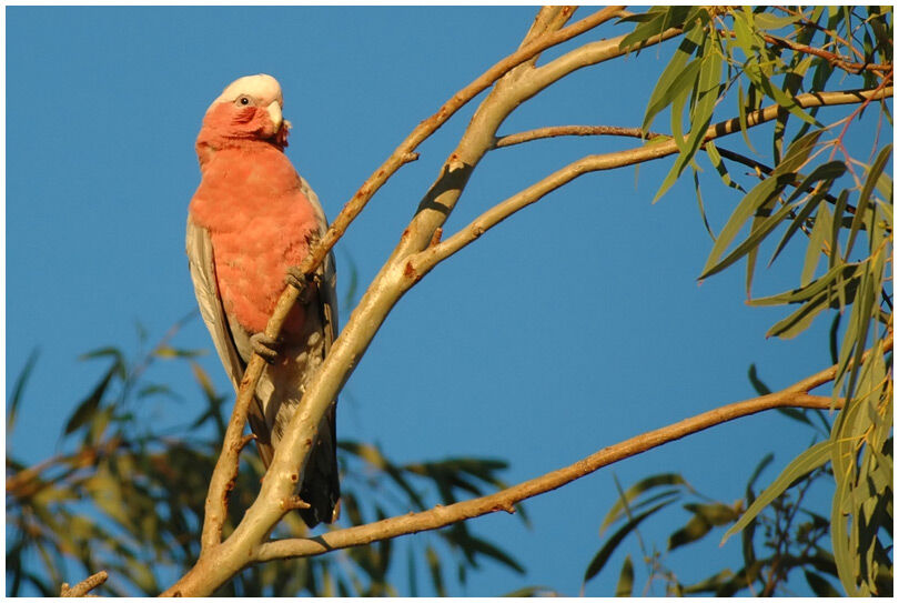 Galah