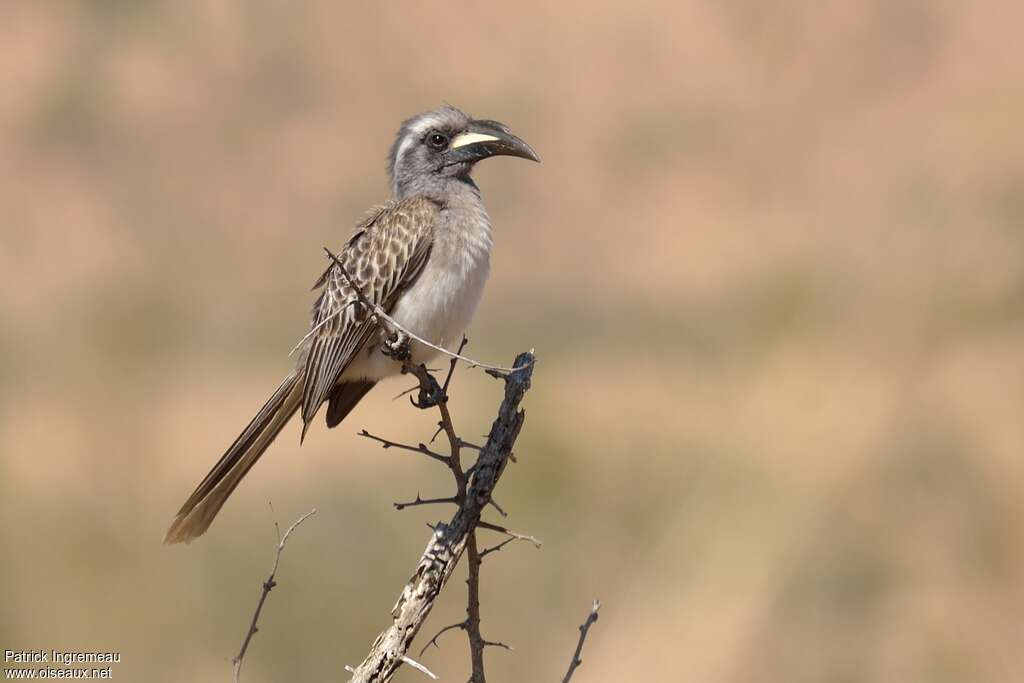 African Grey Hornbill male adult, identification