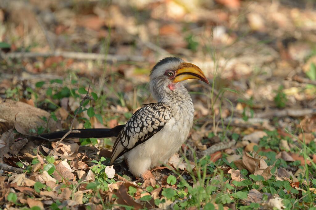 Southern Yellow-billed Hornbilladult