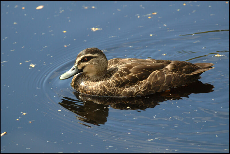 Canard à sourcilsadulte