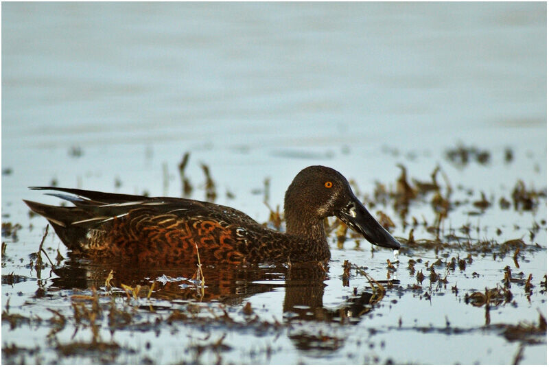 Canard bridé mâle adulte