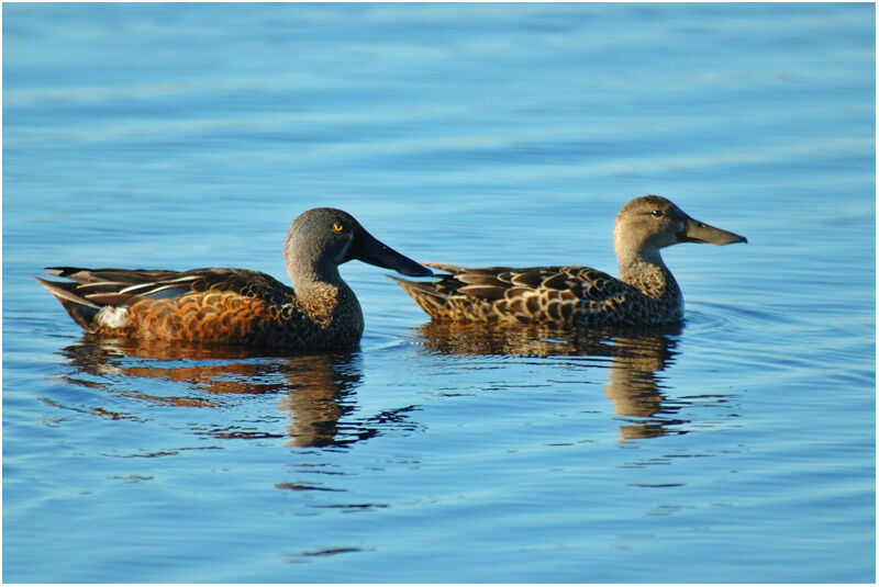 Canard bridé adulte