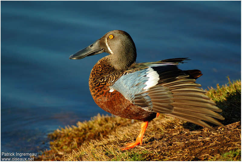 Canard bridé mâle adulte nuptial, pigmentation