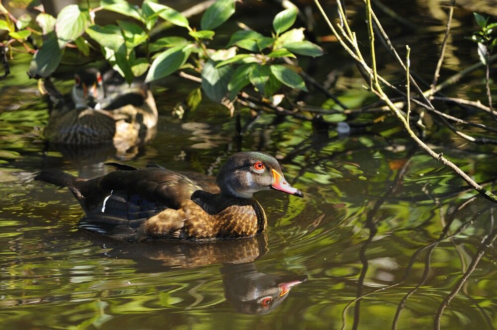 Wood Duck male adult post breeding