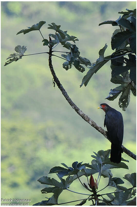 Caracara à gorge rougeadulte, habitat, pigmentation