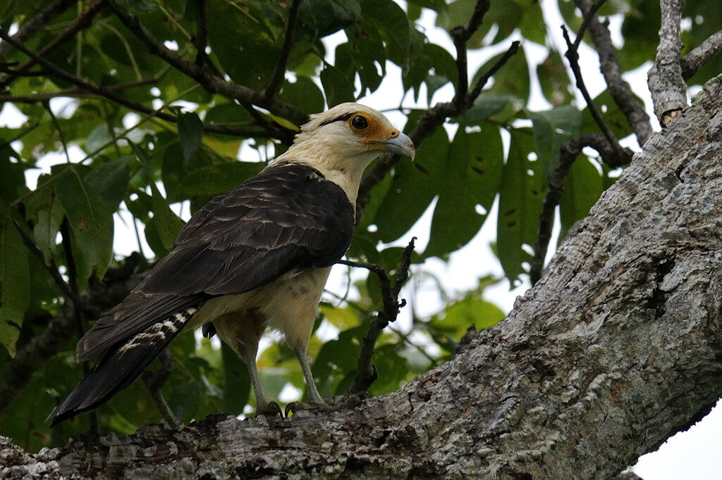 Yellow-headed Caracaraadult