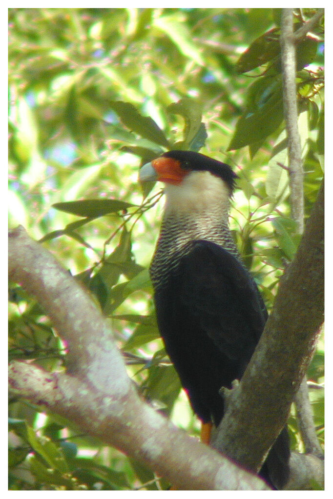 Caracara huppéadulte