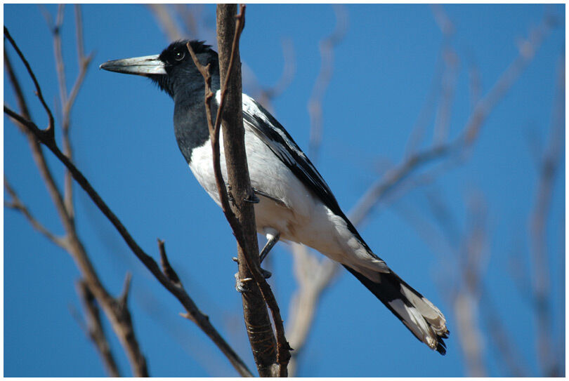 Pied Butcherbird