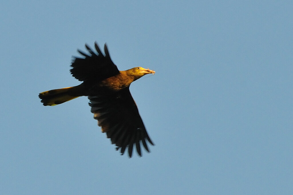 Russet-backed Oropendolaadult, identification