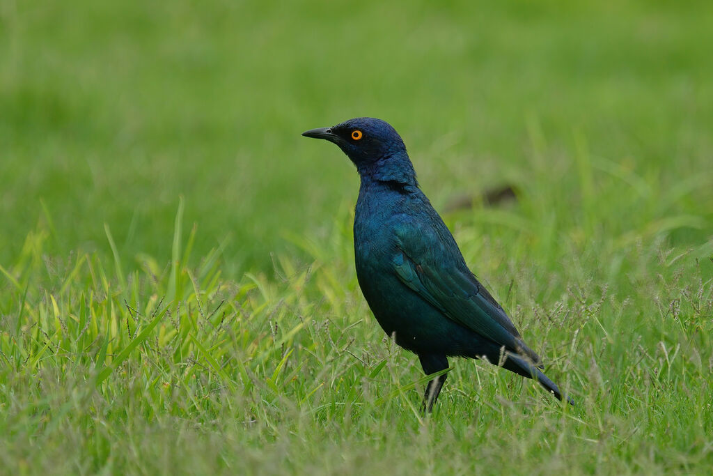 Choucador à épaulettes rougesadulte