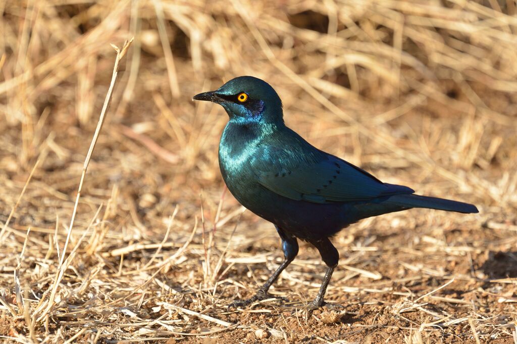 Greater Blue-eared Starlingadult