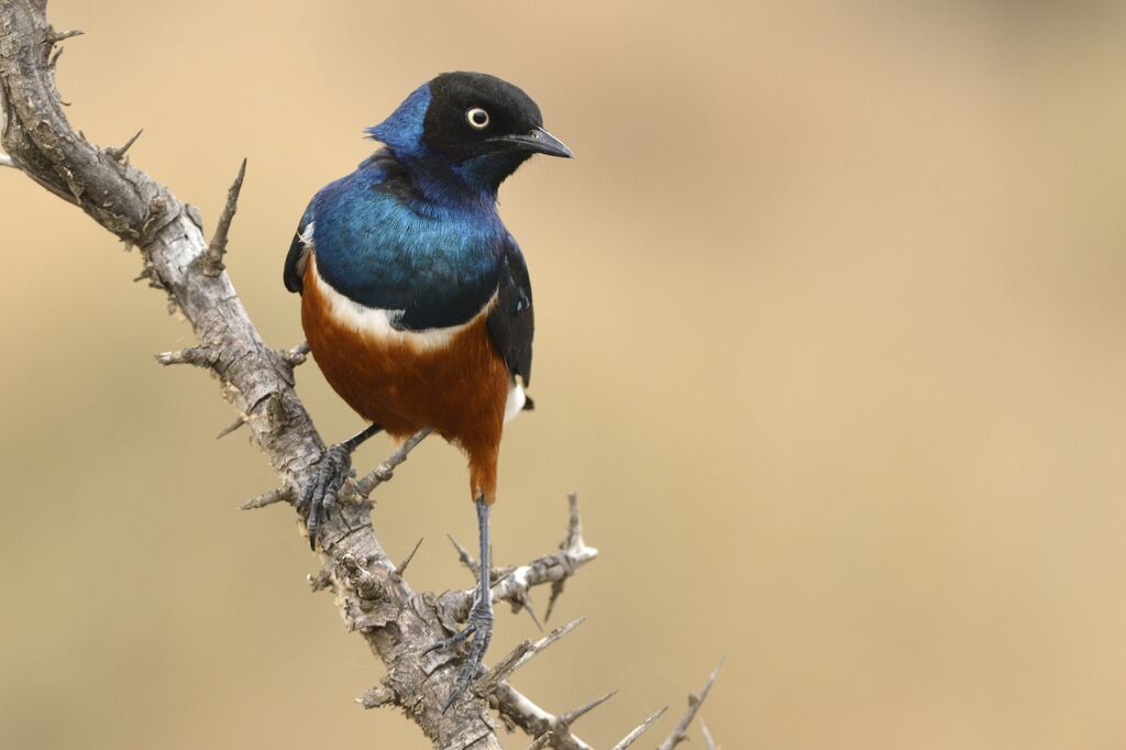 Superb Starlingadult