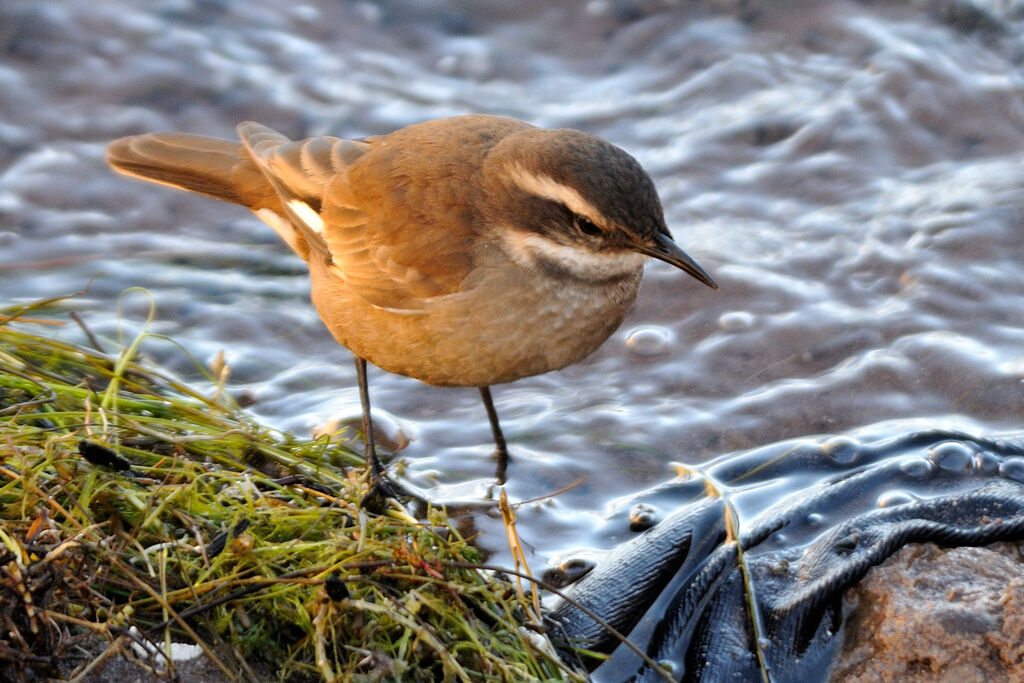 Cream-winged Cinclodes