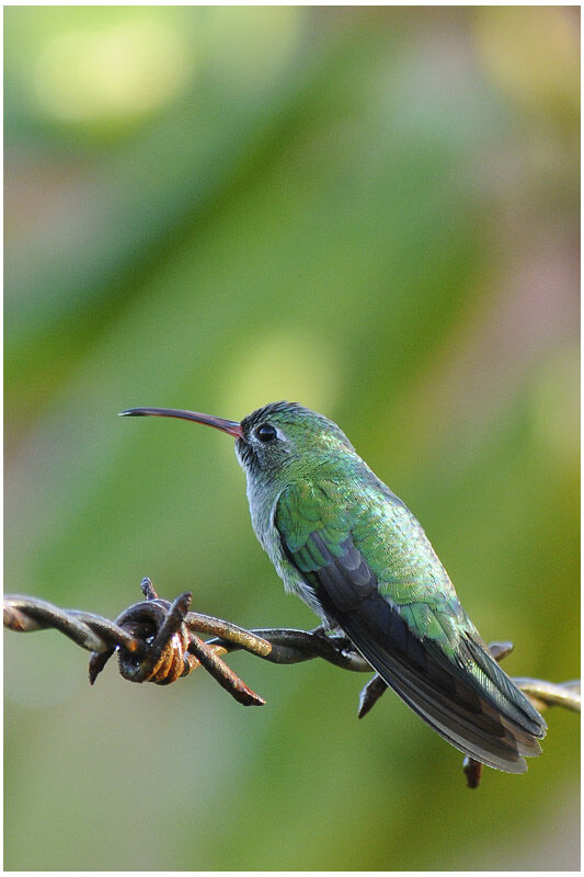 Green-tailed Goldenthroatadult